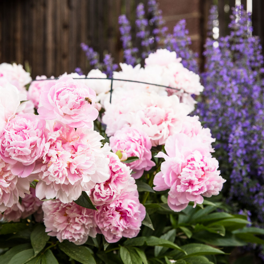 C&H Landscaping Landscape Design Flowers