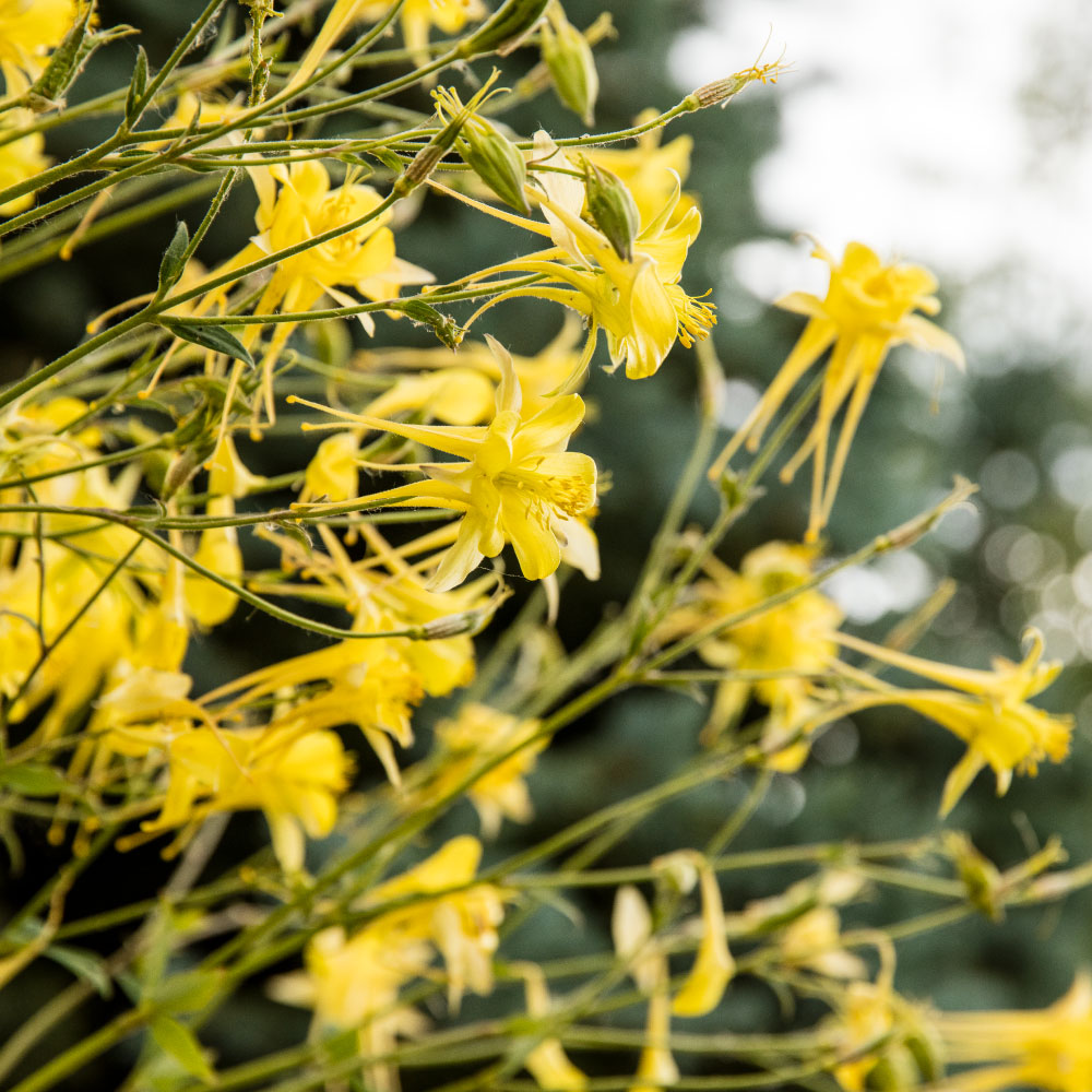 C&H Landscaping Flowers Landscape Design