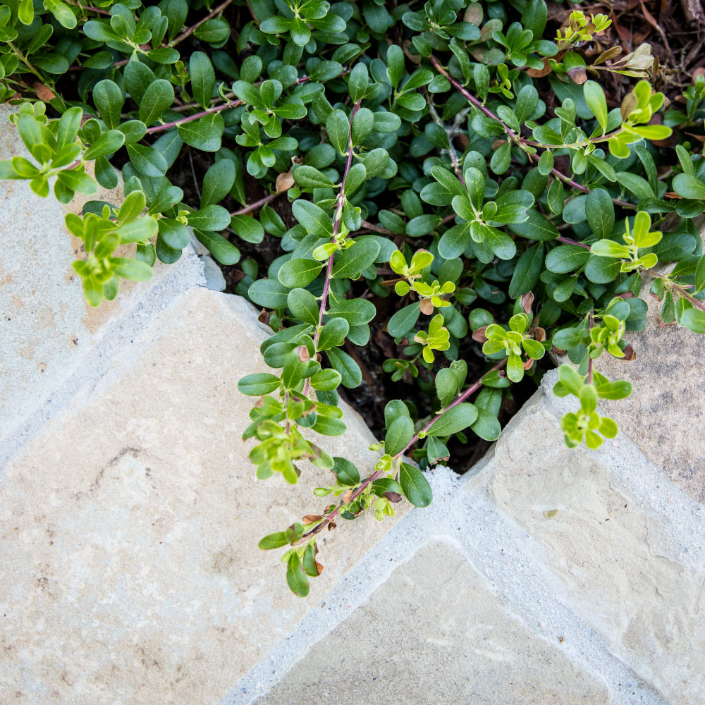 C&H Landscaping Landscape Design