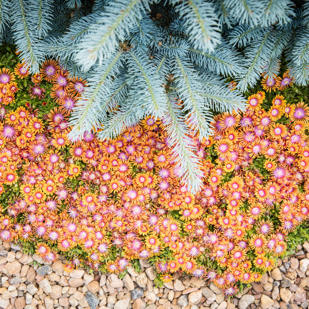 Custom Landscape Design Flowers