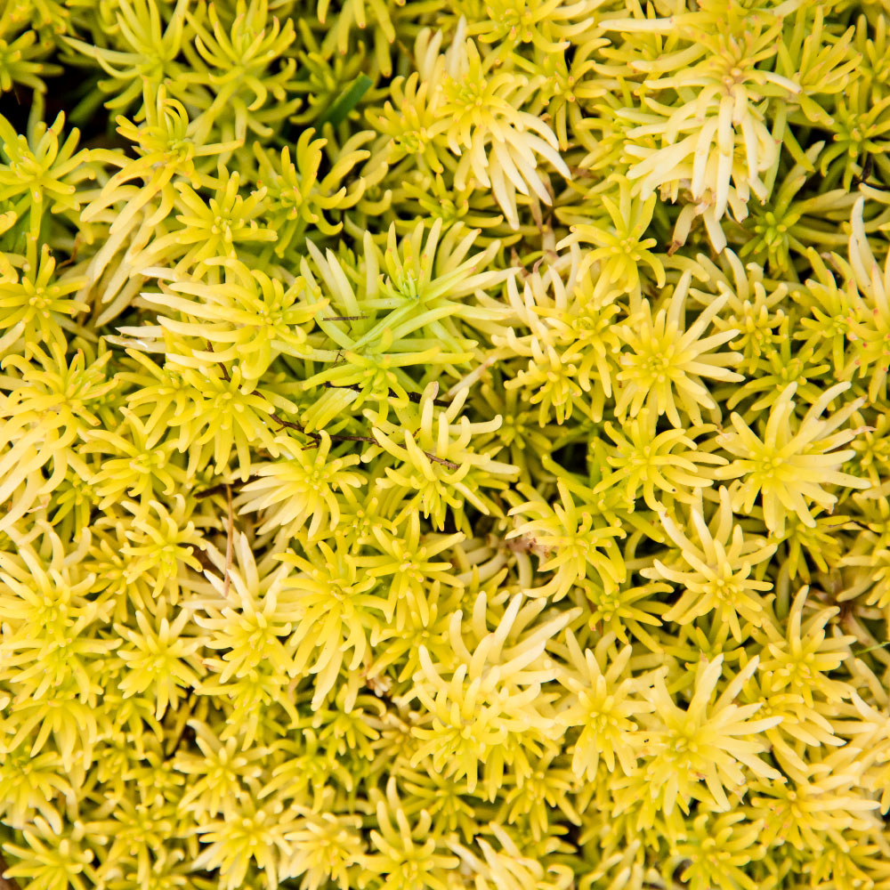 Custom Landscape Design Plants