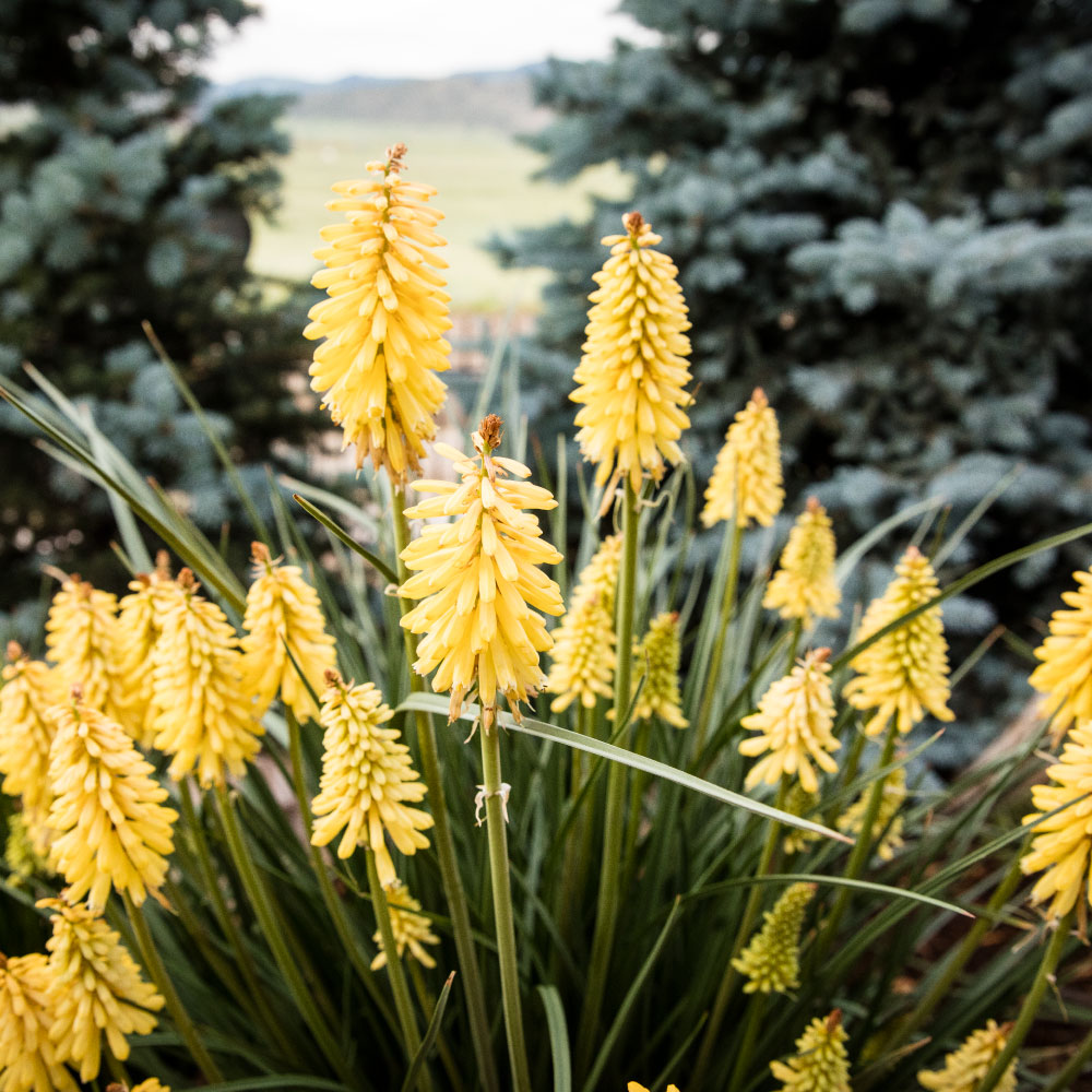 Custom Landscape Design Outdoor Patio